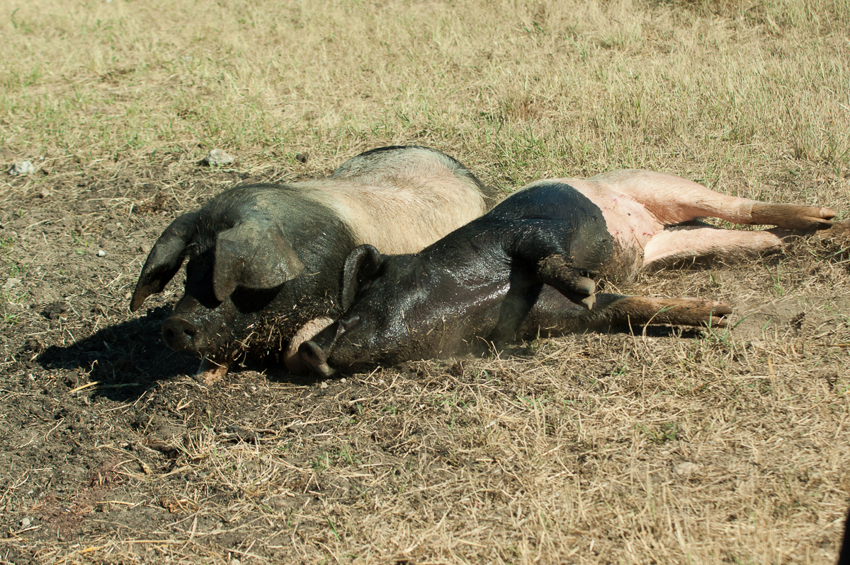 Schwäbisch Hällische Schweine vom Biohof Hubicek