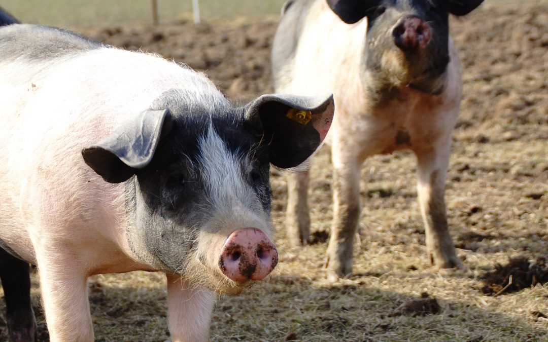 Führung auf die Schweineweide