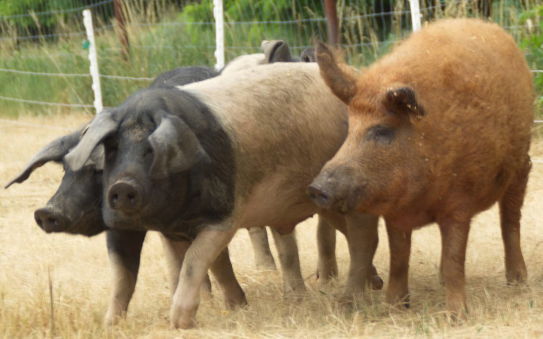 Schweineprogramme im Vergleich