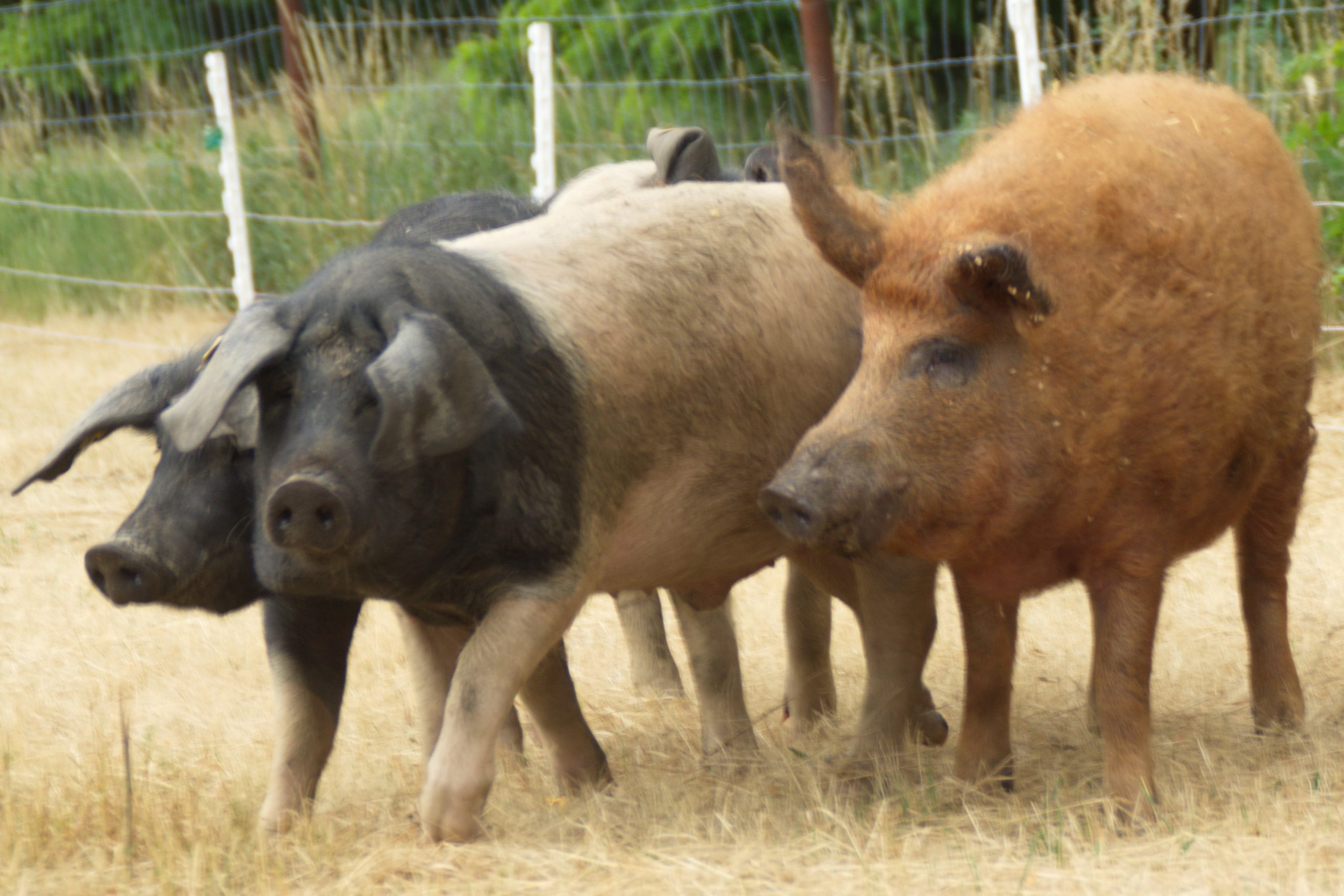 Schweine auf der Weide