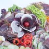 Bio Gourmetplatten – Bild 6